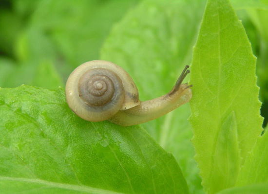 蜗牛的荣誉