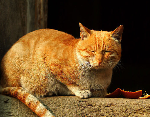 猫和狗的会餐