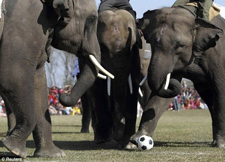 大象足球赛