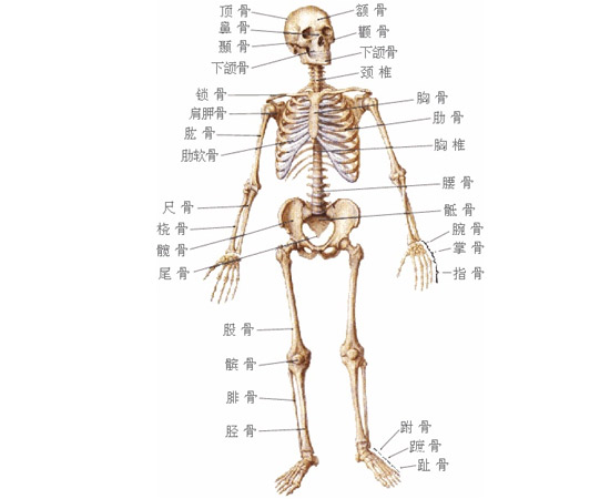 黑板上的解剖图