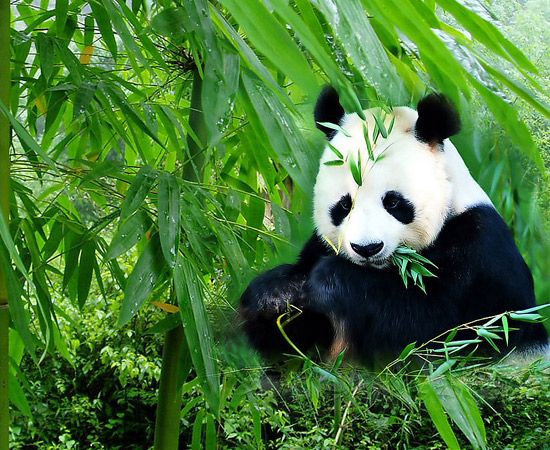 熊猫可不是吃素的